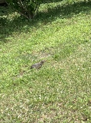 Ictidomys tridecemlineatus