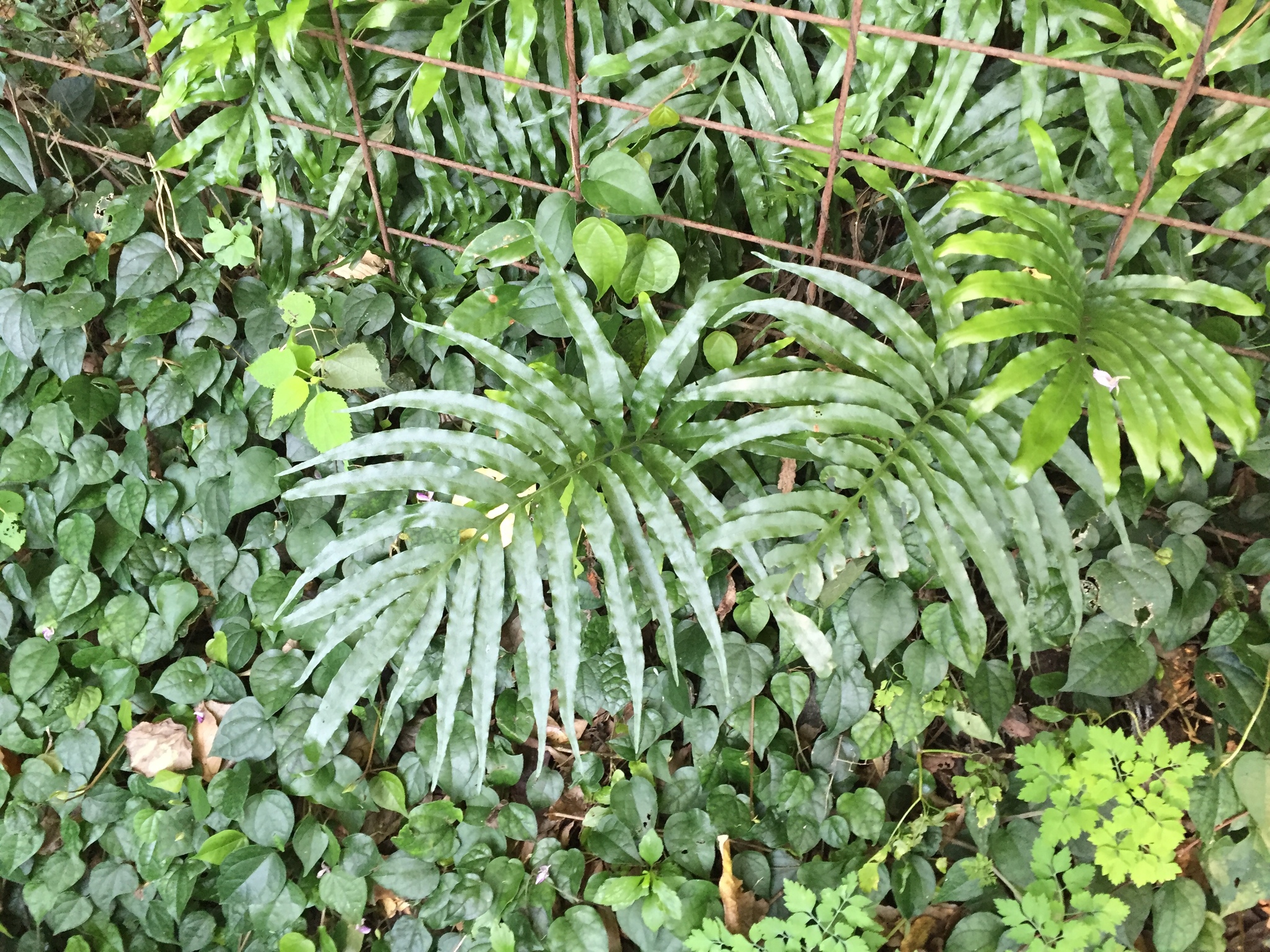 Leptochilus