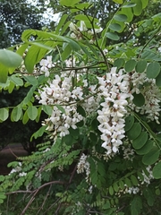 Robinia pseudoacacia