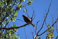 Buteo swainsoni