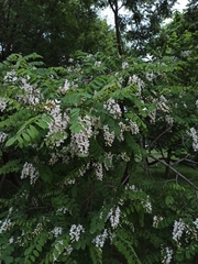 Robinia pseudoacacia