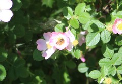 Apis mellifera