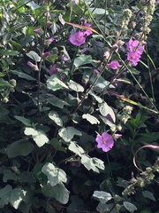 Malva olbia