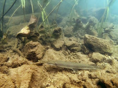 Lepisosteus platostomus