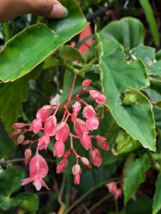 Begonia coccinea