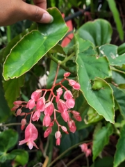 Begonia coccinea