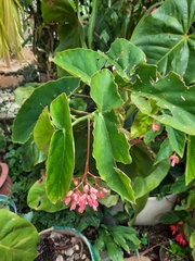 Begonia coccinea