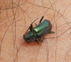 Malachius lusitanicus