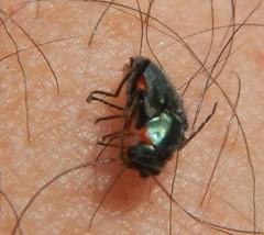 Malachius lusitanicus