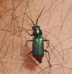 Malachius lusitanicus