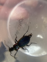 Carabus vietinghoffii
