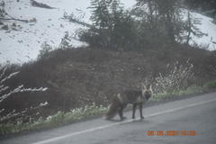Vulpes vulpes cascadensis