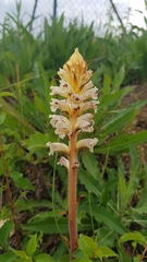 Orobanche picridis