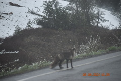 Vulpes vulpes cascadensis