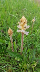 Orobanche picridis