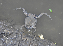 Hypopachus guancasco