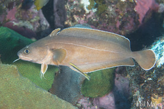 Lotella rhacina
