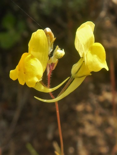 Ballast Toadflax