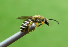 Halictus fulvipes