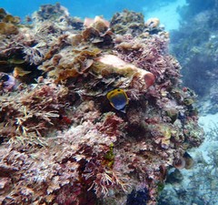 Chaetodon flavirostris