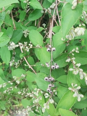 Deutzia scabra