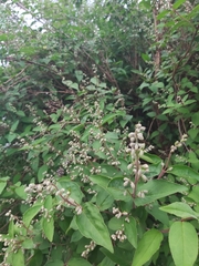 Deutzia scabra