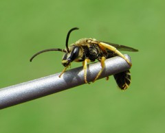 Halictus fulvipes