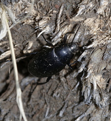 Eleodes fusiformis