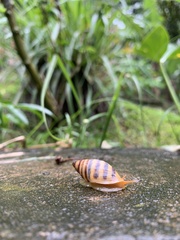 Drymaeus vincentinus