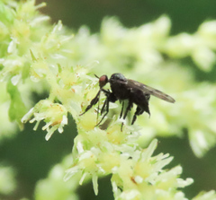 Empis clausa