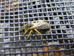Halictus fulvipes