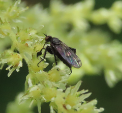 Empis clausa