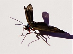 Aclytia