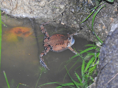 Hypopachus guancasco