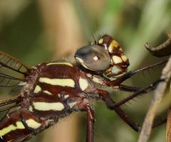 Spinaeschna tripunctata