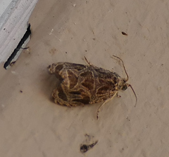 Olethreutes tilianum