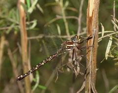Spinaeschna tripunctata