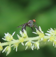 Empis clausa
