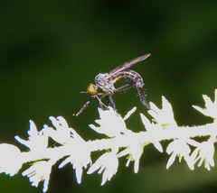 Empis clausa