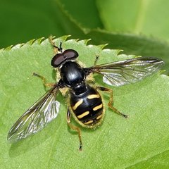 Sericomyia chrysotoxoides image