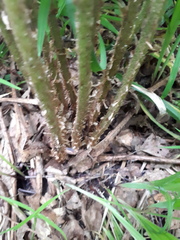 Dryopteris filix-mas