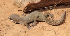 Pachydactylus geitje