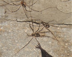 Dicranopalpus martini