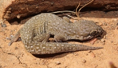 Pachydactylus geitje
