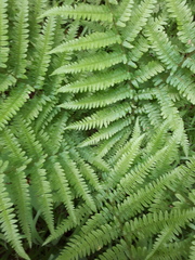 Dryopteris filix-mas