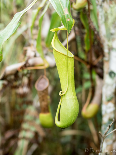 Nepenthes tboli