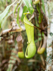 Nepenthes tboli