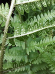 Dryopteris filix-mas