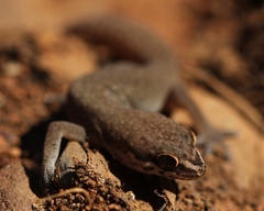 Pachydactylus geitje