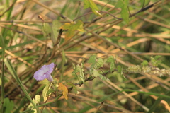 Ipomoea × leucantha